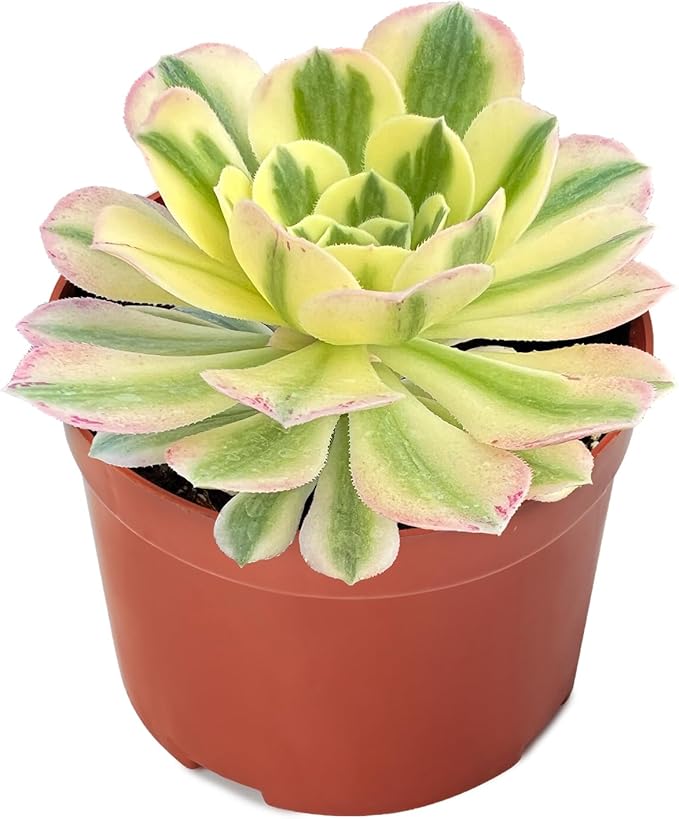 Live Succulents Aeonium 'Mbach' (4-inch), Succulent Plants Fully Rooted in Pots with Soil, Easy-Care House Plant for DIY, Home Office Decor, Wedding Party Favor