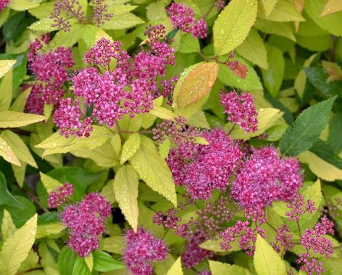 RedCrocus Goldmound Bumalda Spirea- Vibrant Deciduous Shrub for Garden Borders & Containers, Pollinator-Attracting, Easy Care, Full Sun to Partial Shade, Pet Safe, Fertilizer & Pruning Tip