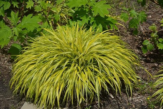 RedCrocus Aureola Japanese Forest Grass Hakone Grass- Deciduous, Shade-Tolerant, Low Maintenance, Container Friendly, Deer Resistant, Pet Safe, Garden, Landscape 1 Gallon