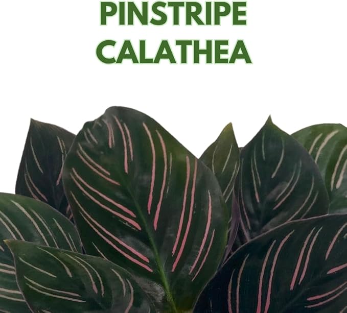 BubbleBlooms Calathea Ornata, Pinstripe Prayer Plant, Zebra, Cathedral, Peacock in 2 inch Pot
