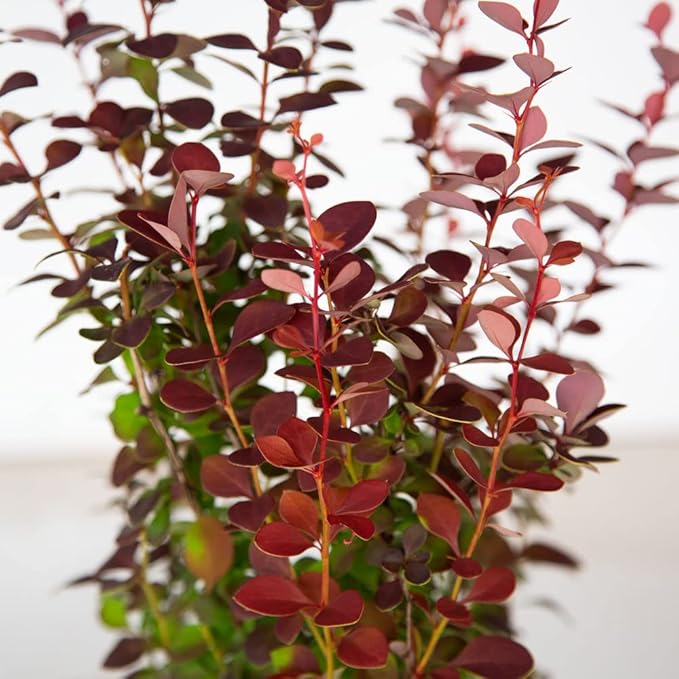 Orange Rocket Barberry (2.5 Quart) Deciduous Shrub with Unique Foliage - Full Sun to Part Shade Live Outdoor Plant