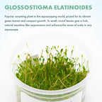 SubstrateSource Live Plant - Glossostigma elatinoides - Foreground Carpeting Plant with Bright Green Leaves, Snail-Free in Vitro Aquarium Plant - Tissue Culture