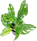 Monstera Adansonii 'Swiss Cheese' (4 inch) - Air-Purifying Houseplants - 4/6 inch Unique Live Decorative Houseplants - Low-Maintenance Indoor Plants, House Warming Gift, Natural Air Purifier