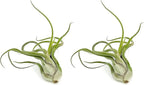 ragnaroc Air Plants - Flowering Tillandsia Caput Medusae, Large 5-7" - 2ct - Live Arrival Guaranteed - House Plants for Home Decor & Gift