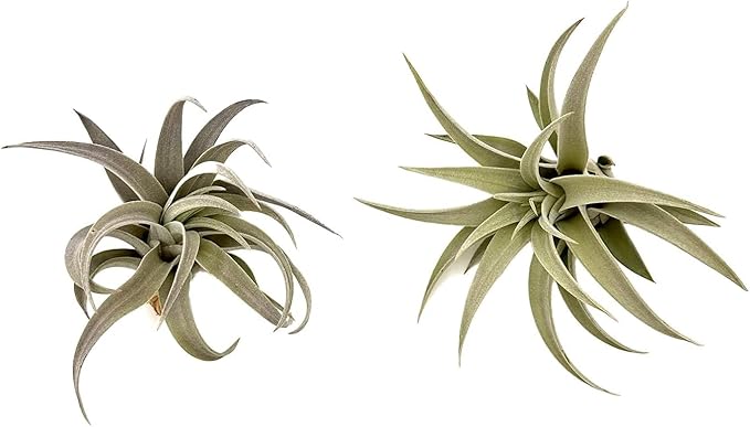 ragnaroc Air Plants - Flowering Tillandsia Harrisii, Large 3-5" - 2ct - Live Arrival Guaranteed - House Plants for Home Decor & Gift