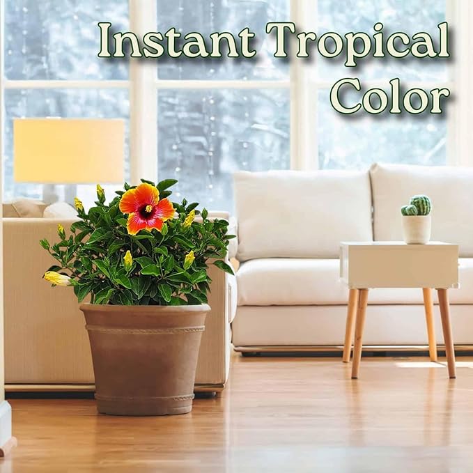 Hibiscus Bush - Fiesta Flower - Tropical Plants of Florida - 3 Gallon Pot - Overall Height 22" to 26" - Sunset Multicolor Blooms