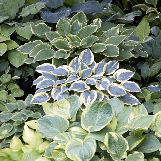 Mixed Hosta Perennials (6 Pack of Bare Roots) - Great Hardy Shade Plants