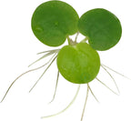 Amazon Frogbit, Limnobium laevigatum, Live Aquarium/Aquatic/Freshwater/Floating/Pond Plant/Planted Tank/Aquascaping/Paludarium by Aquarium Plant Center (6 Plants (18+ Leaves))