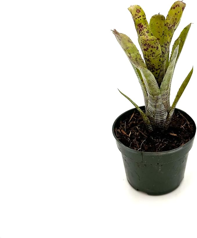 ragnaroc Live Plants – Bromeliad Neoregelia Pauciflora, 4-8" in 4" Pot - 1ct - Live Arrival Guaranteed - House Plants for Home Decor & Gift