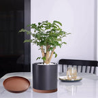 2 Pack Ceramic Plant Saucer Pot Tray 6 Inch, Planter Saucers 4 5 6 7 8 9 10 11 12 13 Inch for Indoors Outdoor, Durable Sturdy Flower Drainage drip Water Tray for Glazed Pots Base (6.4 Inch-Brown)