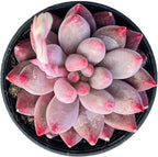 Sprout N Green Echeveria Goldfish, Rare Live Succulent Plant Fully Rooted in 2" Planter with Soil, Home Office Indoor Outdoor Wedding Decoration DIY Projects Party Favor