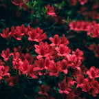Azalea Live Plant, Live Azalea Plants, Flowering Shrub with Vibrant Red Blooms, 4-7 Inches Tall in 4 Inch Pot (Red)