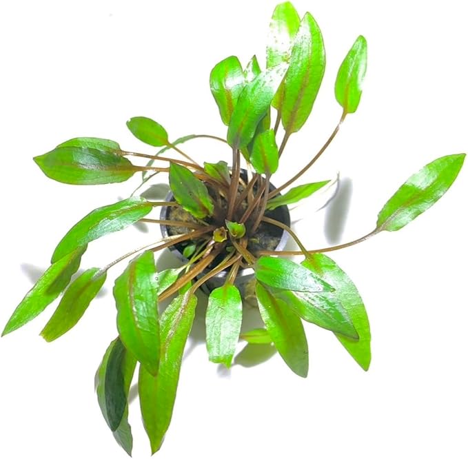 Marcus Fish Tanks - 3X Cryptocoryne Wendtii Green Pots Crypt Wendtii Easy Live Aquarium Plants for Aquatic Freshwater Fish Tank