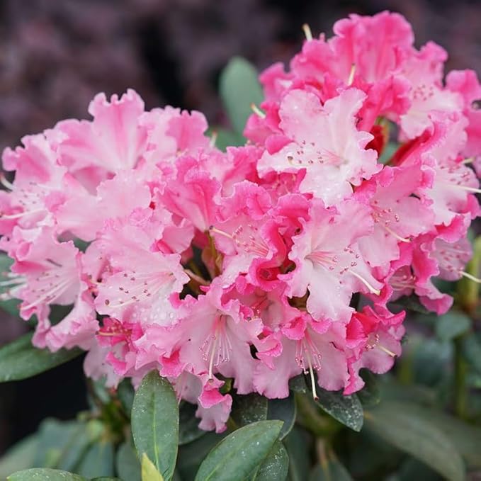 Pink Azalea Plant Live, 7 Months Old Rhododendron Like, Azalea Rhododendron Tree Flowers Plants Live Bush in Pot, Can Change to Various Color