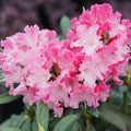 Pink Azalea Plant Live, 7 Months Old Rhododendron Like, Azalea Rhododendron Tree Flowers Plants Live Bush in Pot, Can Change to Various Color