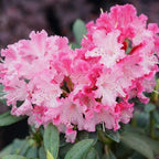 Pink Azalea Plant Live, 7 Months Old Rhododendron Like, Azalea Rhododendron Tree Flowers Plants Live Bush in Pot, Can Change to Various Color