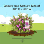 Encore Azalea 2 Gal. Autumn Amethyst Azalea Shrub