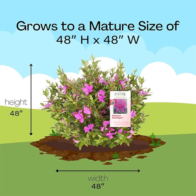 Encore Azalea 2 Gal. Autumn Amethyst Azalea Shrub