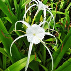 Chalily Spider Lily, a Great Live Pond Plant for Your Water Garden. Filters The koi and Goldfish Pond. Good for Bogs, Plant Shelf or Shallow Water This marginal Aquatic is a Real Beauty
