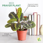 Thorsen's Greenhouse Red Prayer Plant, Live Indoor Plant, Pet Friendly, Popular Houseplant, Red Maranta, Easy to Grow, 4" Diameter Pot (Gold)
