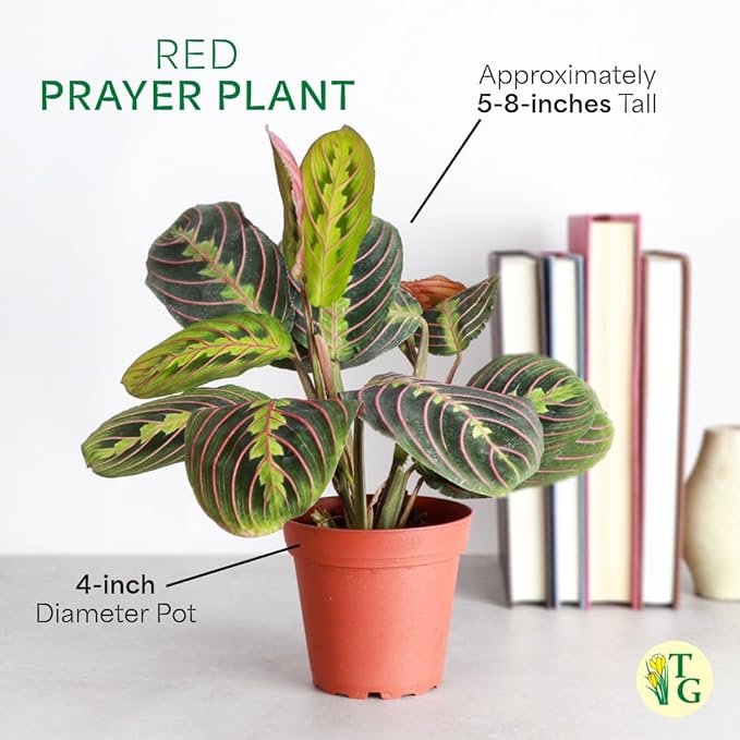 Thorsen's Greenhouse Red Prayer Plant, Live Indoor Plant, Pet Friendly, Popular Houseplant, Red Maranta, Easy to Grow, 4" Diameter Pot (White)