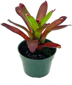 ragnaroc Live Plants – Bromeliad Neoregelia Kryptonite, 4-8" in 4" Pot - 1ct - Live Arrival Guaranteed - House Plants for Home Decor & Gift