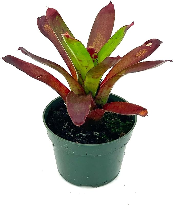 ragnaroc Live Plants – Bromeliad Neoregelia Kryptonite, 4-8" in 4" Pot - 1ct - Live Arrival Guaranteed - House Plants for Home Decor & Gift