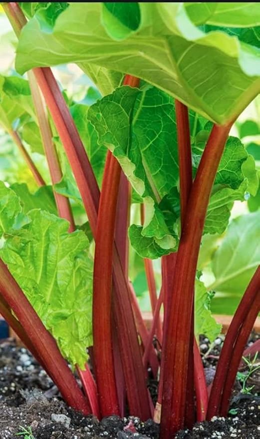 Victoria Rhubarb Crown Ready to Plant Super Healthy. Perennial. Comes Back Every Year. Shipped Trimmed for Planting.