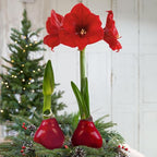 Waxed Amaryllis Bulb 2-Pack – Red Wax with Red Blooms – Live Holiday Gift Plant, Easy Care, No Watering Needed