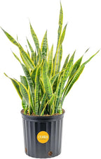 Costa Farms Snake Plant, Extra Large Live Plant in Plastic Pot, Easy to Maintain, Air Purifying Succulent Indoor Houseplant, Assorted Variety, Home, Room, or Boho Decor, 3-4 Feet Tall