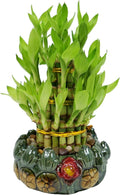 Athena’s Garden Lucky Bamboo Indoor Live Plant 3 Tier Tower Fresh Plant in Ceramic Planter (Flower Frog)