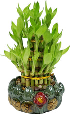 Athena’s Garden Lucky Bamboo Indoor Live Plant 3 Tier Tower Fresh Plant in Ceramic Planter (Flower Frog)