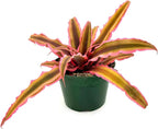 ragnaroc Live Plants – Cryptanthus ‘Pink Star‘, Jumbo 4-8" in 4" Pot - 1ct - Live Arrival Guaranteed - House Plants for Home Decor & Gift