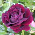 Purple Climbing Rose Live Plant, Can Grow As Rose Bushes Shrubs, Fragrant Ready to Plant, Starter Size, 5 to 10 Inc Tall, Dormant in Winter