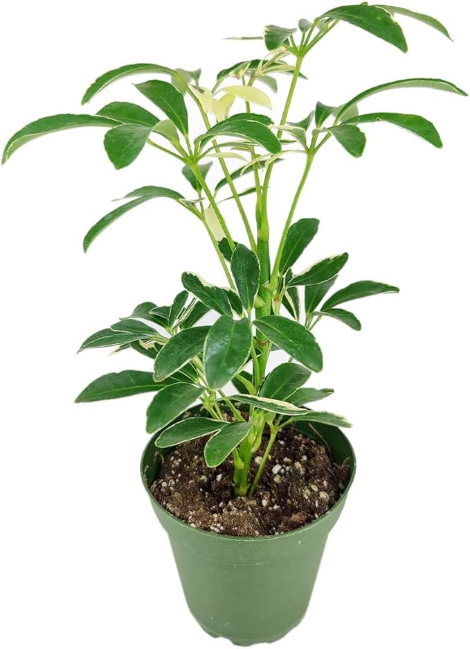 Schefflera Arboricola Variegated (4" Grower Pot) - Low Light and Healthy Houseplant - Easy to Care Indoor Houseplant for Beginners - Air-Purifying Indoor Plant for Home and Office Decoration