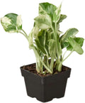 Pothos N'joy Live Plant for Indoor | Different Houseplants in 4'' & 6'' Pot | Real House Plant for Living Room, Office, Desk & Bathroom | Devil's Ivy | Epipremnum Aureum