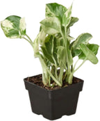 Pothos N'joy Live Plant for Indoor | Different Houseplants in 4'' & 6'' Pot | Real House Plant for Living Room, Office, Desk & Bathroom | Devil's Ivy | Epipremnum Aureum