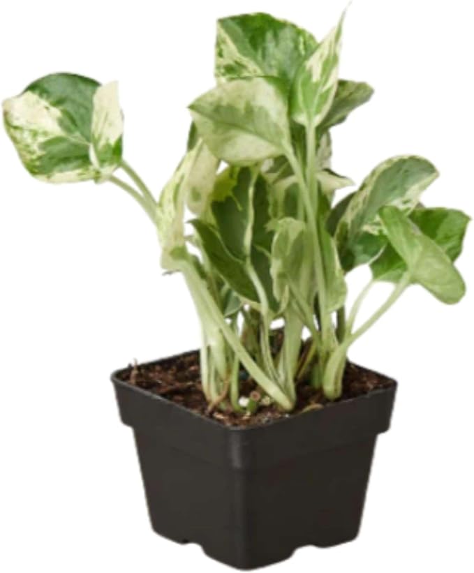 Pothos N'joy Live Plant for Indoor | Different Houseplants in 4'' & 6'' Pot | Real House Plant for Living Room, Office, Desk & Bathroom | Devil's Ivy | Epipremnum Aureum