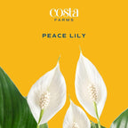 Costa Farms Peace Lily Extra Large Live Plant in Plastic Pot, Air Purifying Flowering Indoor Houseplant, Perfect for Home, Room, or Office Decor, Great House Warming or Birthday Gift, 3-4 Feet Tall