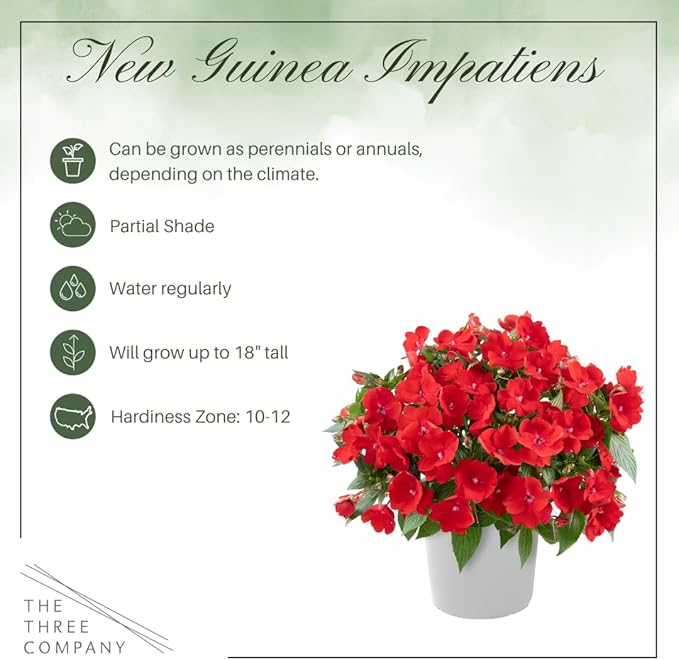 Live Flowering New Guinea Impatiens - Red (3 Plants Per Pack), Beautiful Shade Flowers, 12" Tall by 5" Wide in 1 Qt Pot