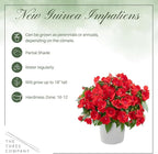 Live Flowering New Guinea Impatiens - Red (3 Plants Per Pack), Beautiful Shade Flowers, 12" Tall by 5" Wide in 1 Qt Pot