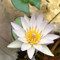 Mainam Mix Colorful Tropical Water Lily Tuber Live Aquarium Plant for Freshwater Fish Pond Balcony Buy 2 GET Fertilizer Free (White Blue Nymphaea Duban)