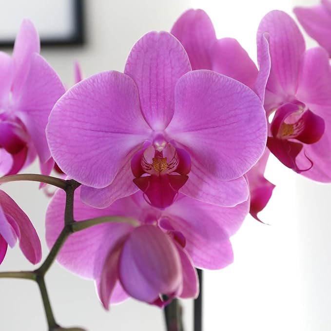 Green Circle Growers Pink Orchid in a 5" White Pot, Indoor Live Plants, House Plant