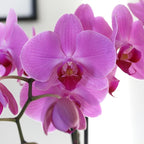 Green Circle Growers Pink Orchid in a 5" White Pot, Indoor Live Plants, House Plant