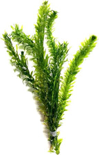 Marcus Fish Tanks 3X Anacharis Elodea Densa Live Aqurium Plants