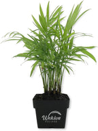 Neanthe Bella Parlor Palm - Live Plant in a 3 Inch Pot - Chamaedorea Elegans - Beautiful Clean Air Indoor Houseplant