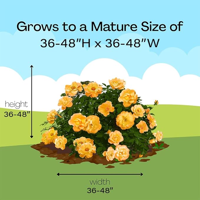 Proven Winners 2 Gal. Suñorita Rose Shrub