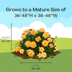 Proven Winners 2 Gal. Suñorita Rose Shrub