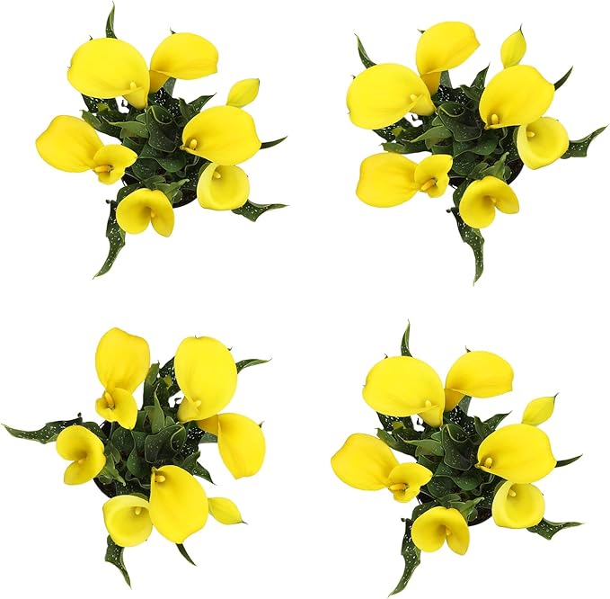 Calla Lily Plants Live Plants for Garden (4 Pack), Yellow Flowers for Delivery Prime, Potted Flowers for Garden Flowers Live Plants Outdoor Plants Live Houseplants, Calla Lily Bulbs by Plants for Pets