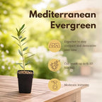 MYSHELFIE Dwarf Olive Tree Starter Plant, 2 Inch Pot, Indoor Outdoor Bonsai (1)